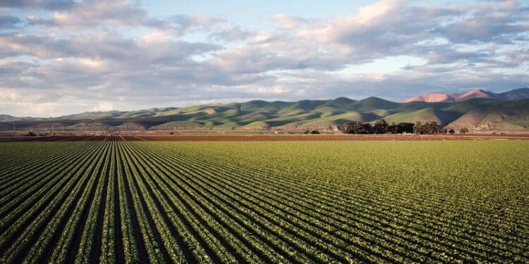 Convertir facilement 5 hectares en mètres carrés : comprendre les mesures de surface