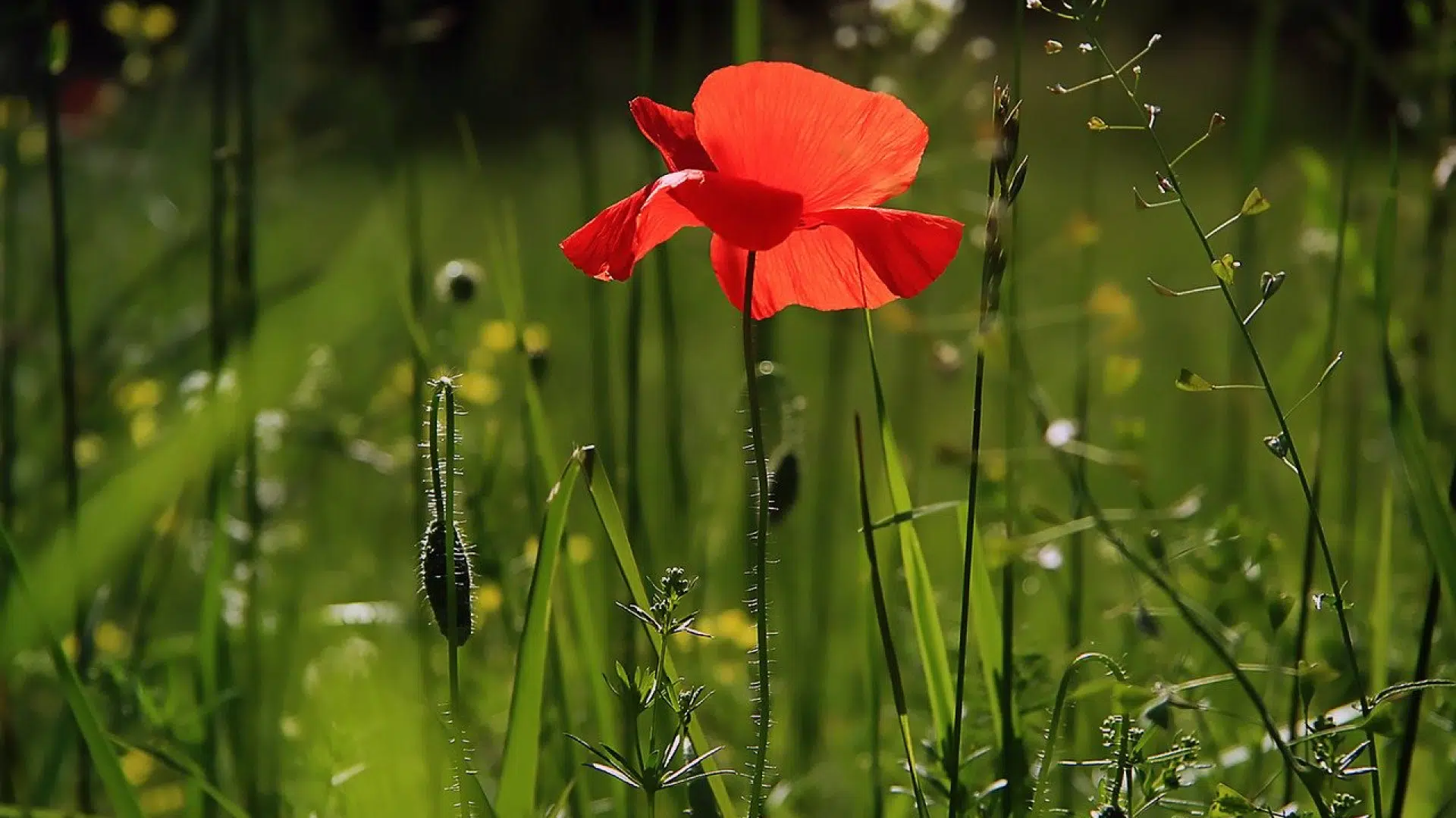 Aménagement de jardin : pourquoi devriez-vous contacter un paysagiste ?